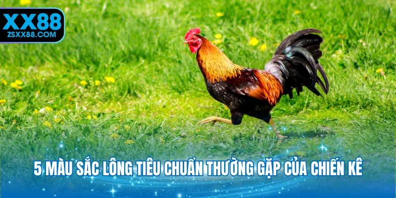 5 màu sắc lông tiêu chuẩn thường gặp của chiến kê