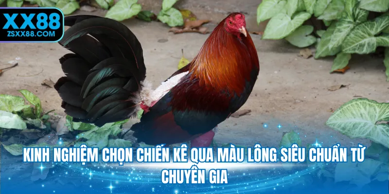 Kinh nghiệm chọn chiến kê qua màu lông siêu chuẩn từ chuyên gia