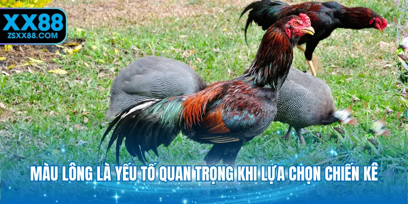 Màu lông là yếu tố quan trọng khi lựa chọn chiến kê