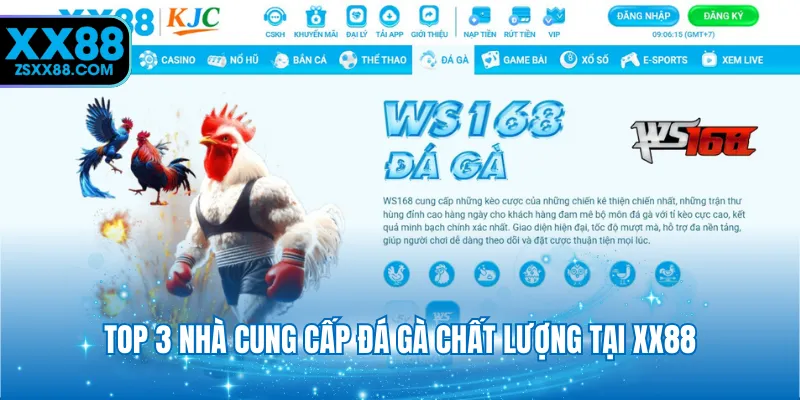 Top 3 nhà cung cấp đá gà chất lượng tại XX88